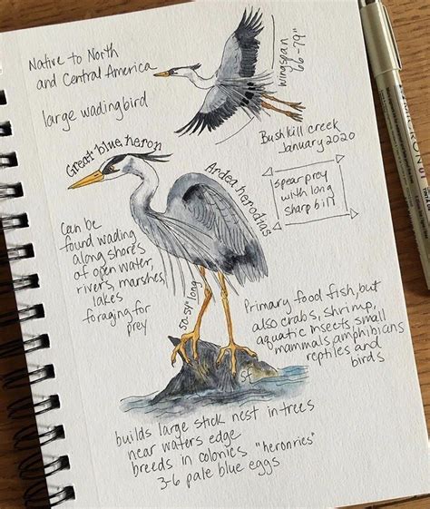 Field Journal .